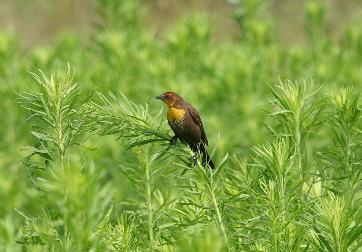 Yellow-headed Blackbird - ML618507070