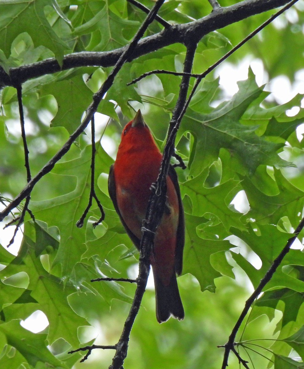 Scarlet Tanager - Nicole H