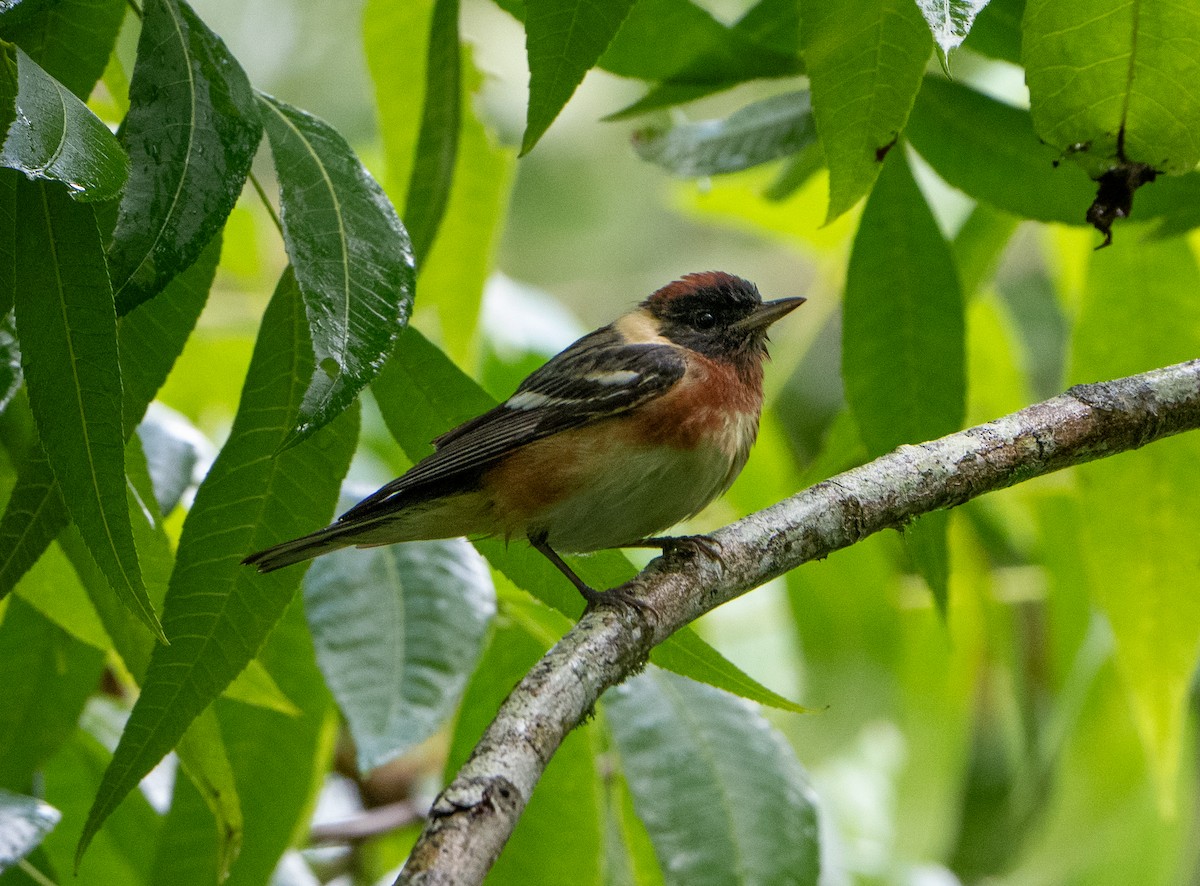 Bay-breasted Warbler - ML618507108