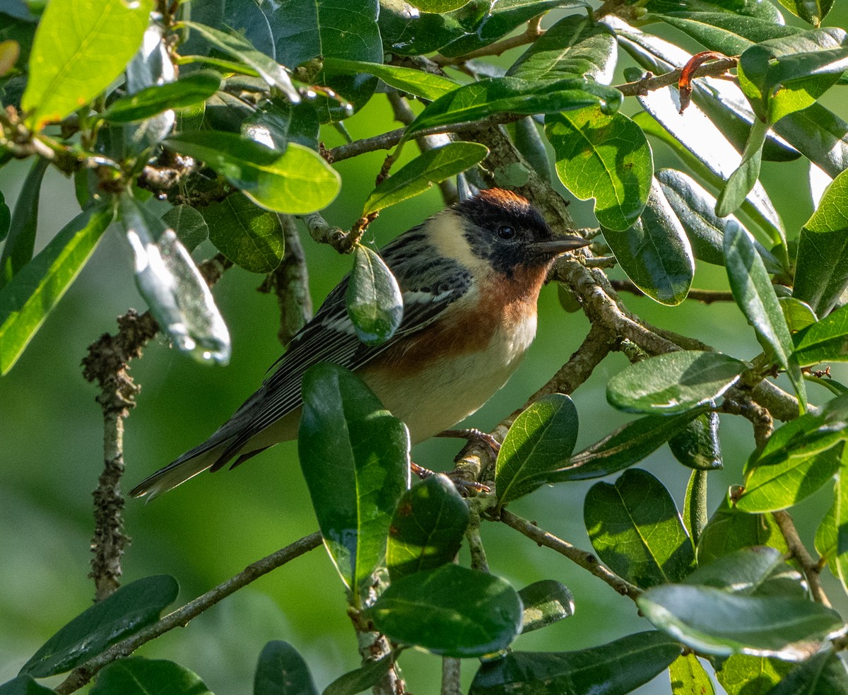 Bay-breasted Warbler - ML618507109