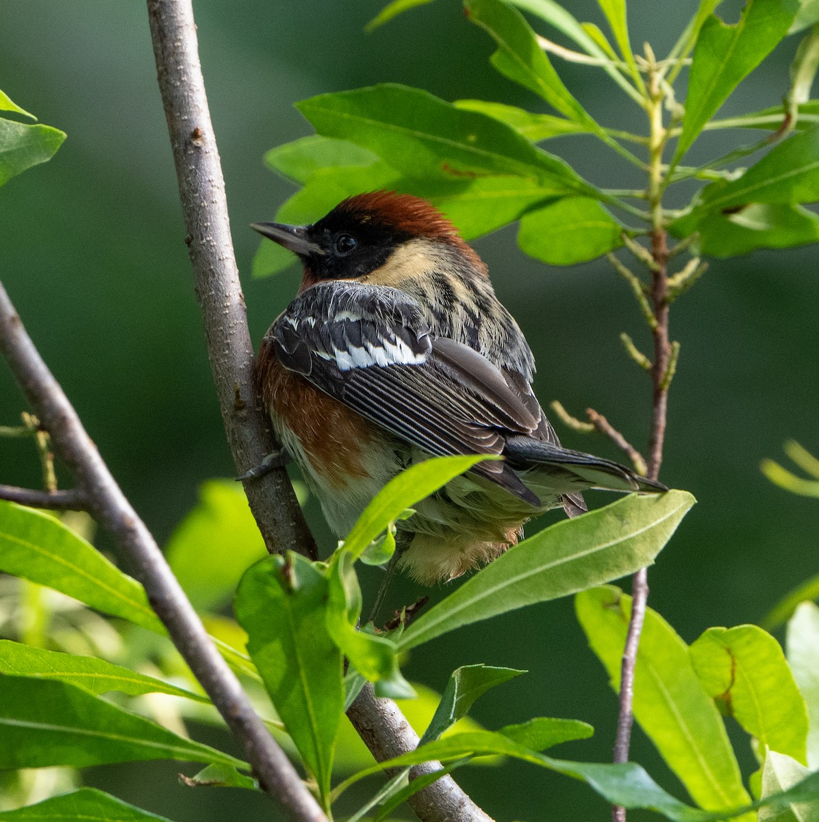 Bay-breasted Warbler - ML618507110