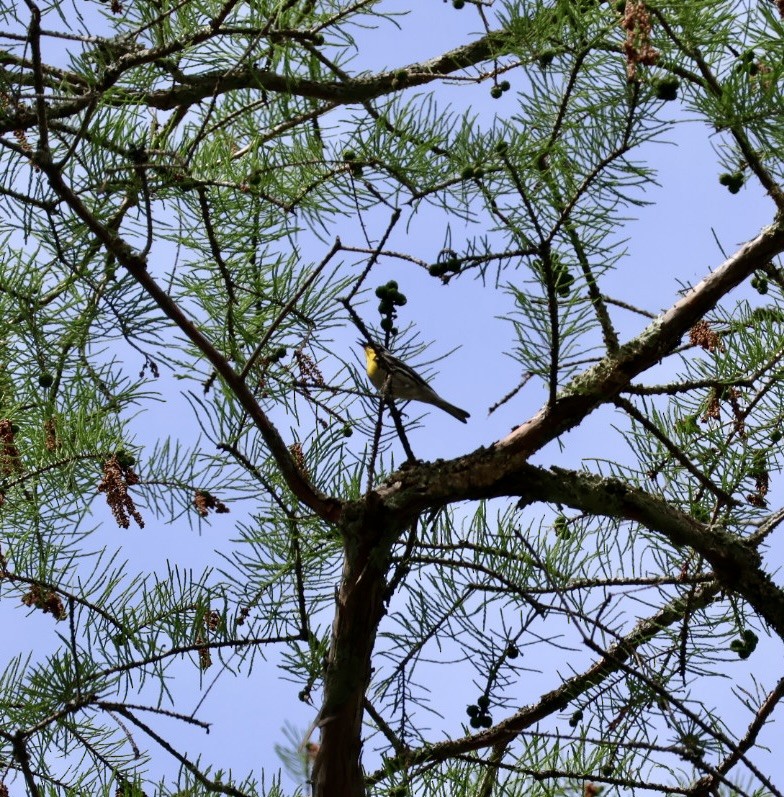 Yellow-throated Warbler - ML618507121