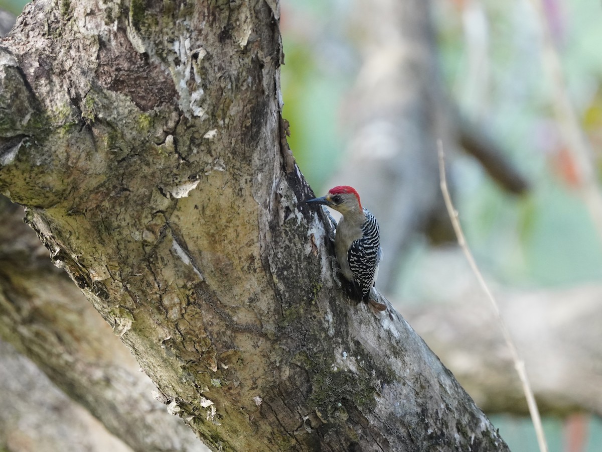 Red-crowned Woodpecker - Nick Leiby