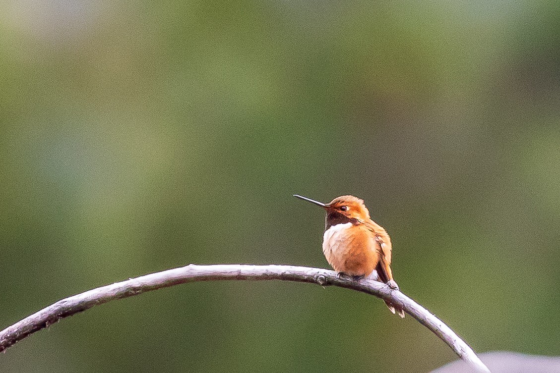 Rufous Hummingbird - ML618507126
