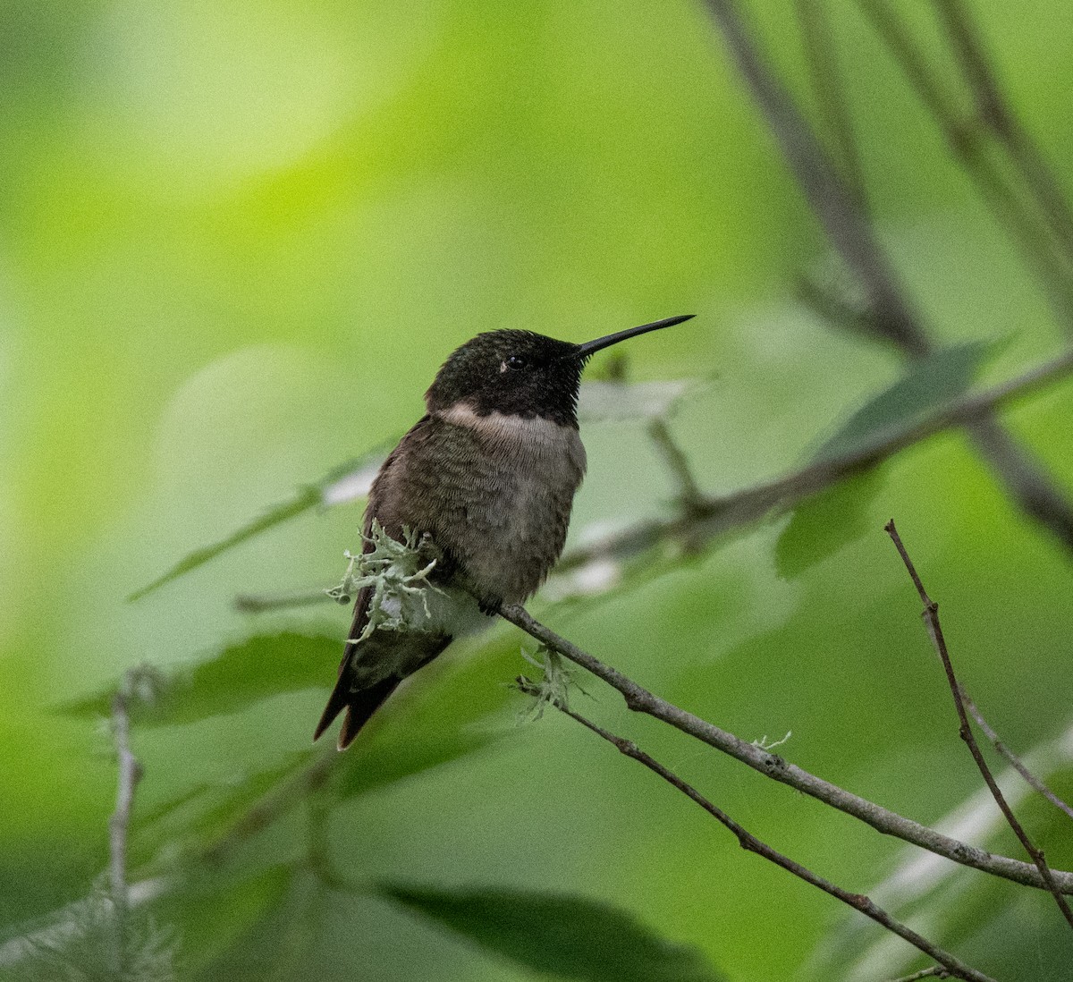 Ruby-throated Hummingbird - ML618507144