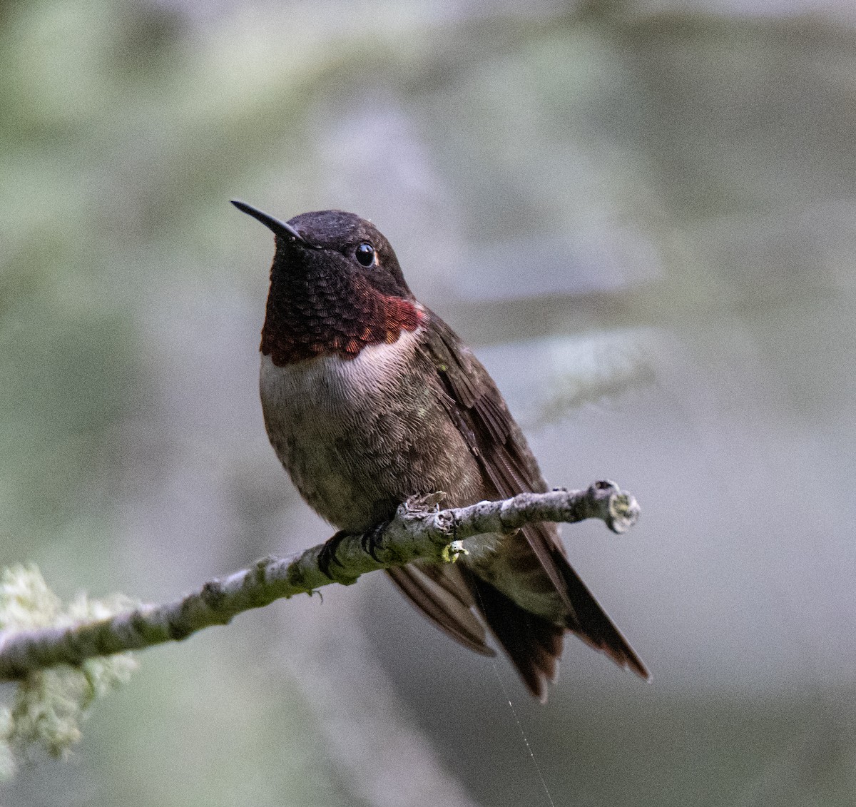 Ruby-throated Hummingbird - ML618507146