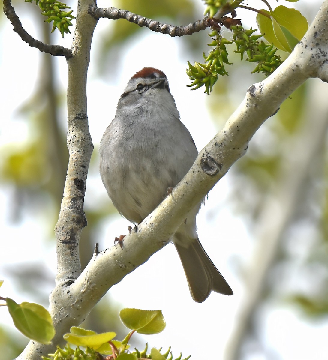 Chipping Sparrow - ML618507160