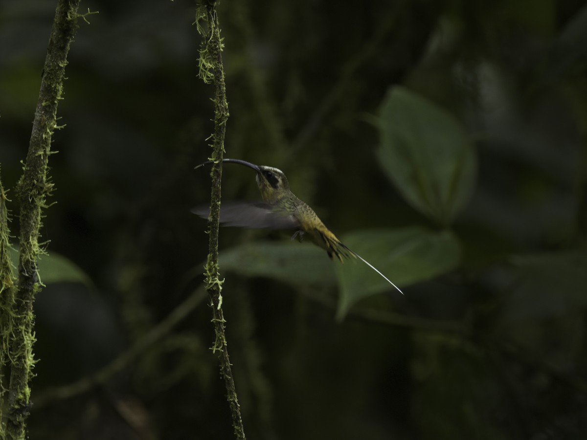 kolibřík dlouhoocasý - ML618507164