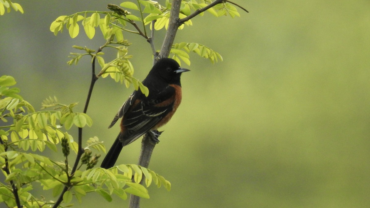 Orchard Oriole - ML618507165