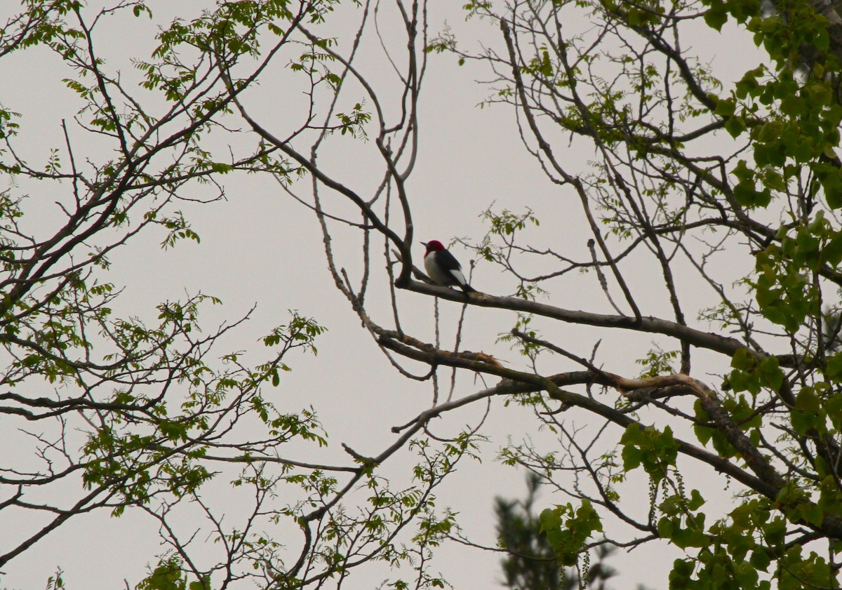 Red-headed Woodpecker - ML618507166