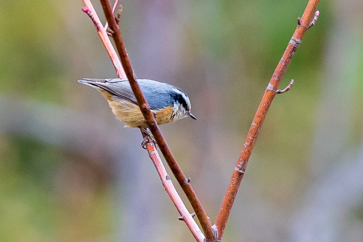 Red-breasted Nuthatch - ML618507184