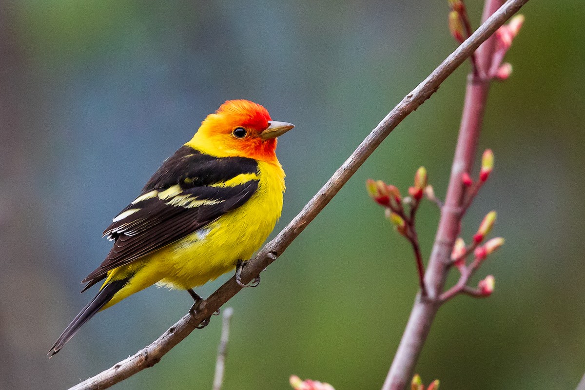 Western Tanager - ML618507223