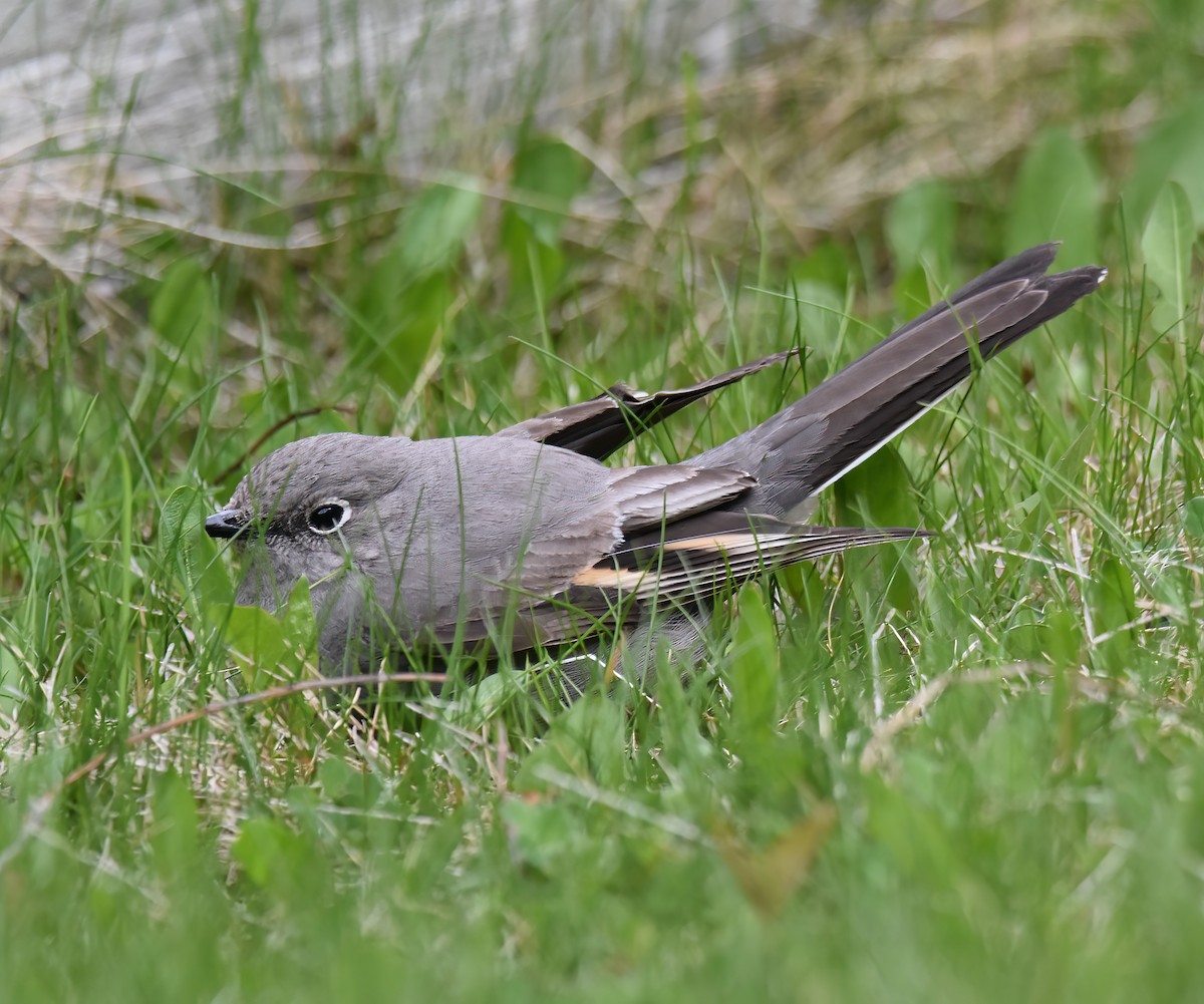 Townsend's Solitaire - ML618507250