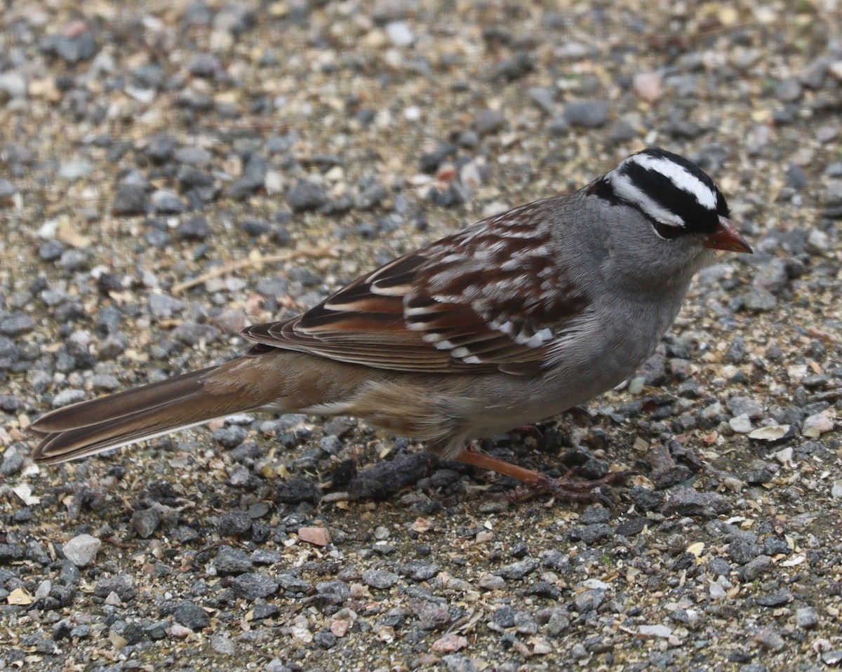White-crowned Sparrow - ML618507256