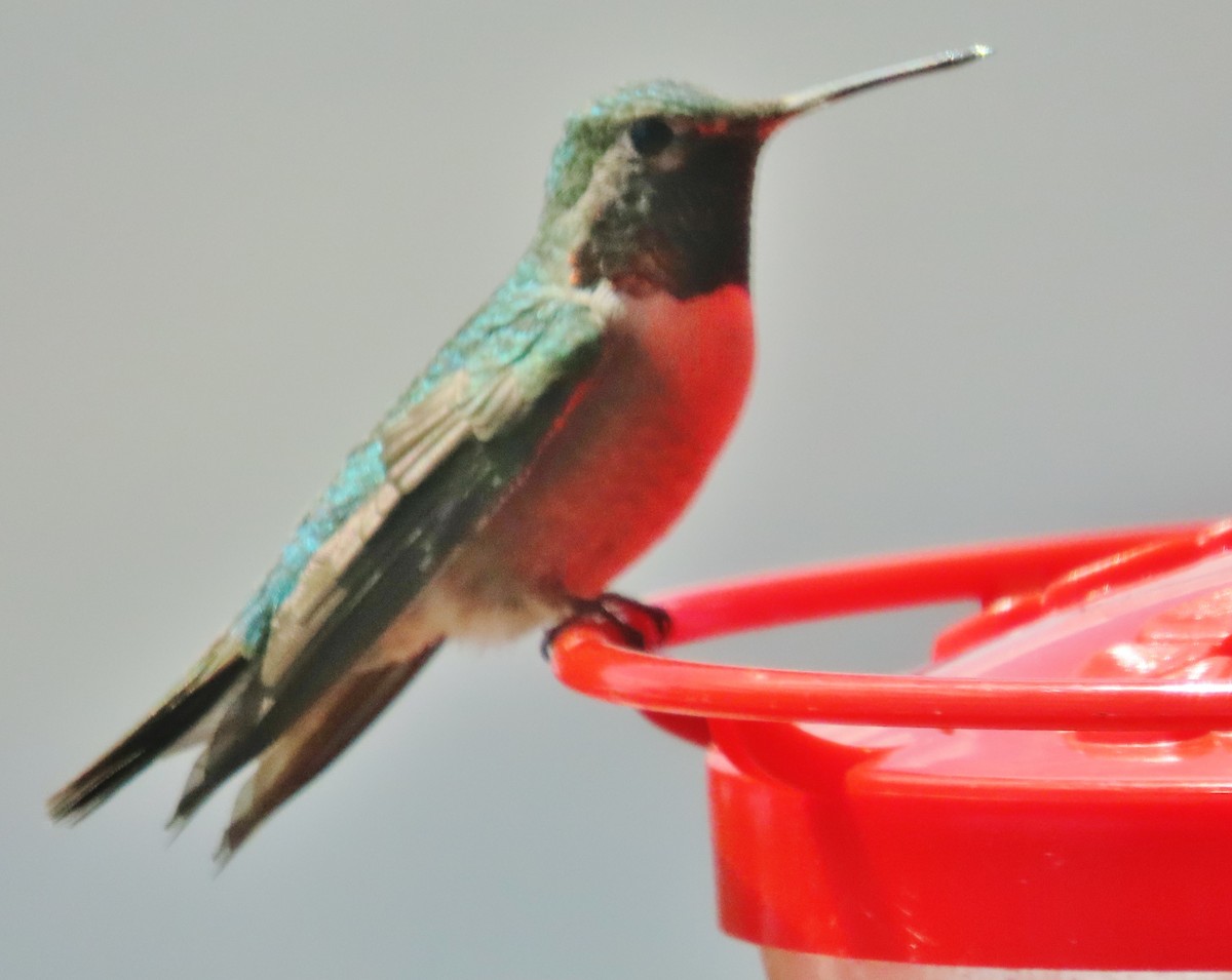 Broad-tailed Hummingbird - ML618507269