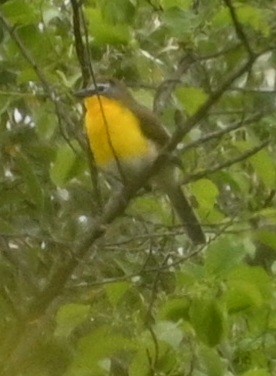 Yellow-breasted Chat - ML618507270
