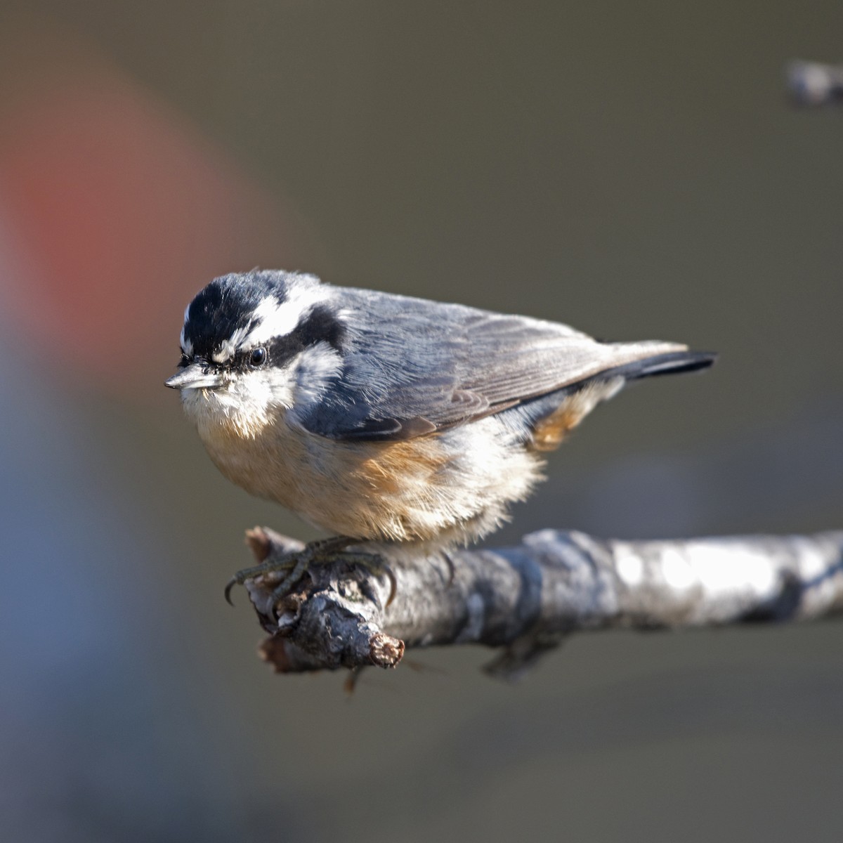 Red-breasted Nuthatch - ML618507281