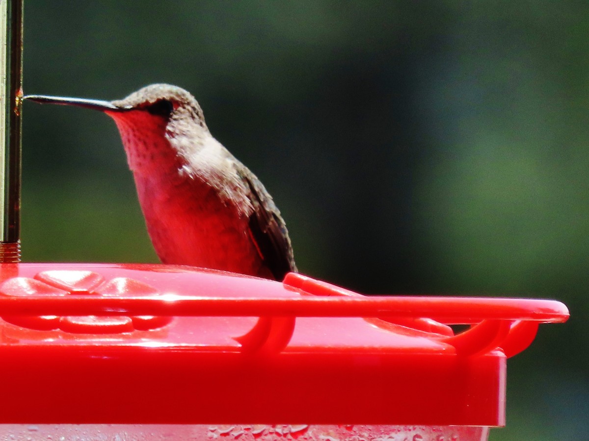 Broad-tailed Hummingbird - peter weber