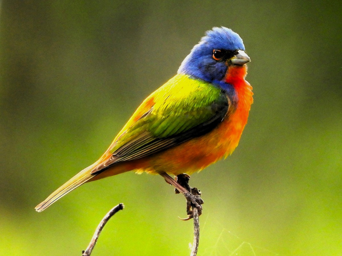 Painted Bunting - ML618507301
