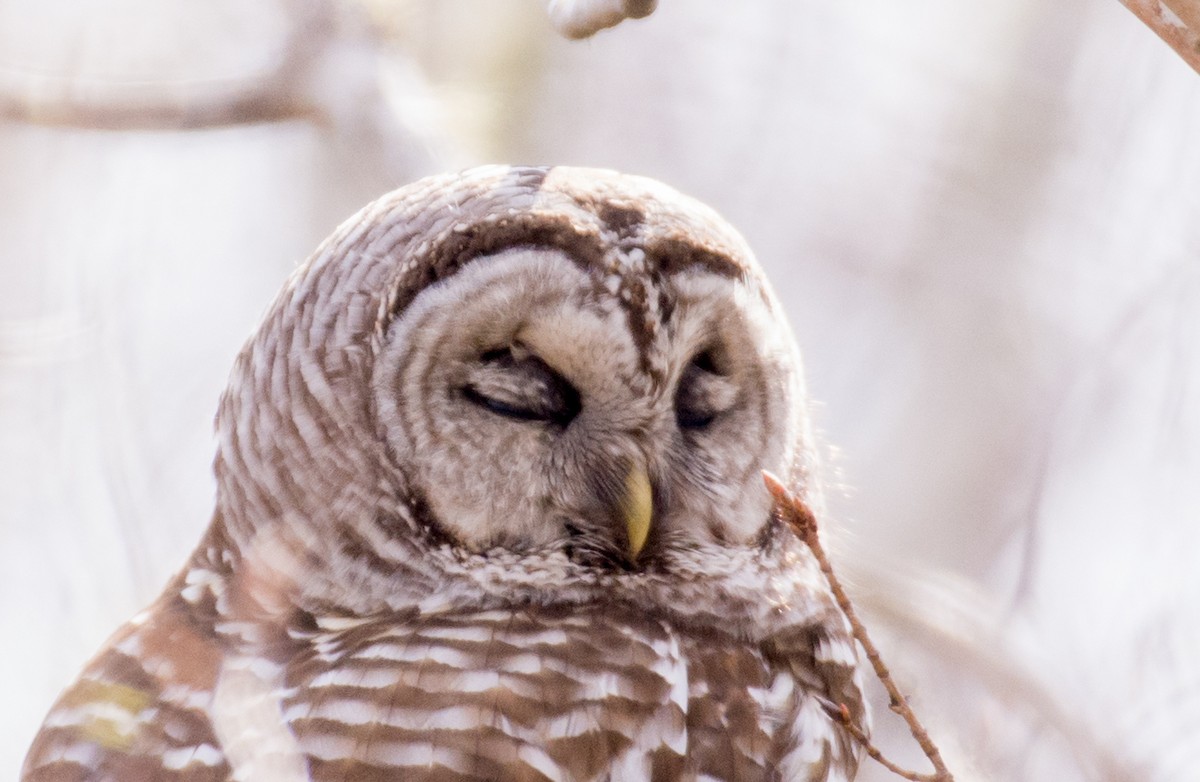 Barred Owl - ML618507307