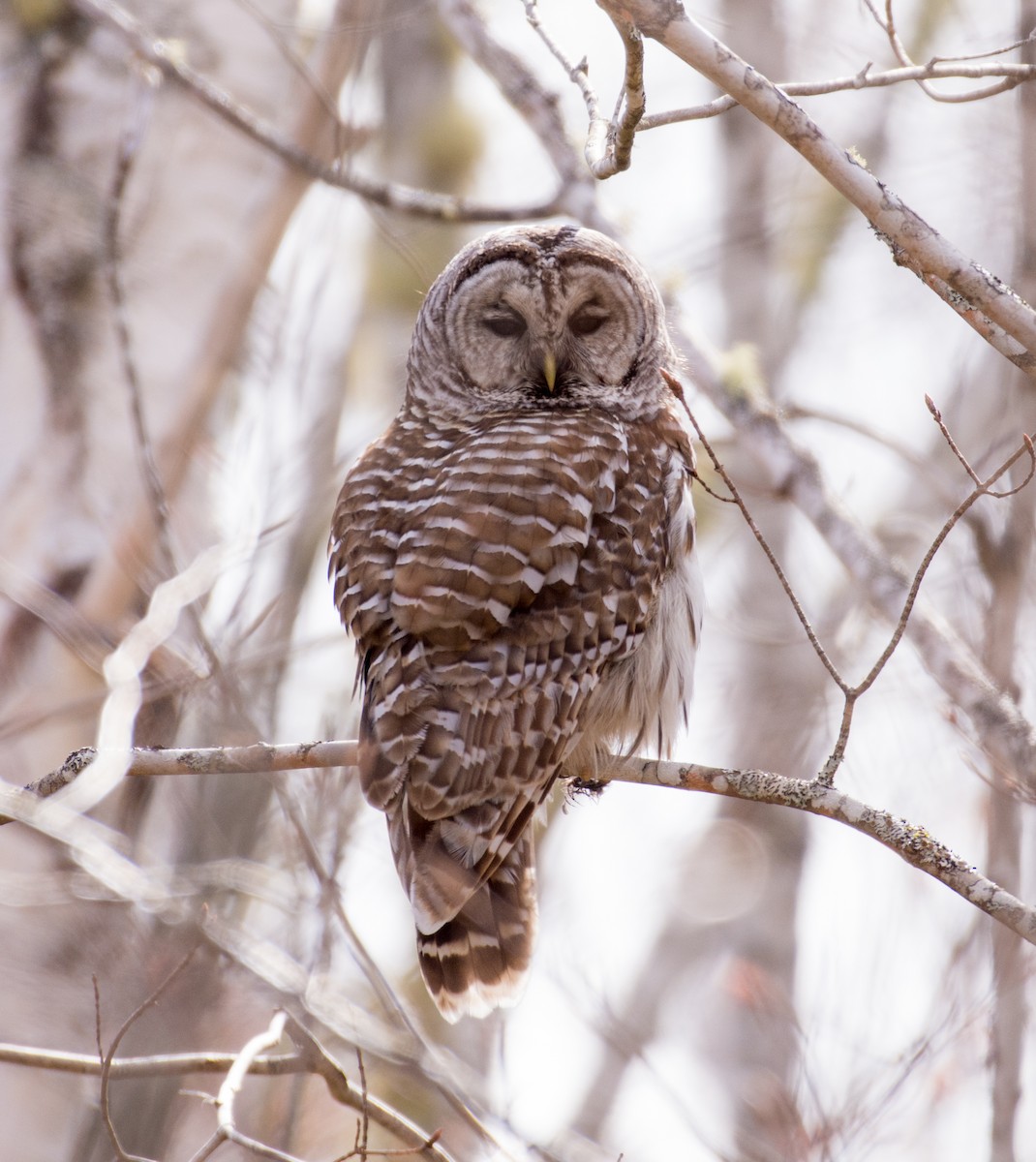 Barred Owl - ML618507308