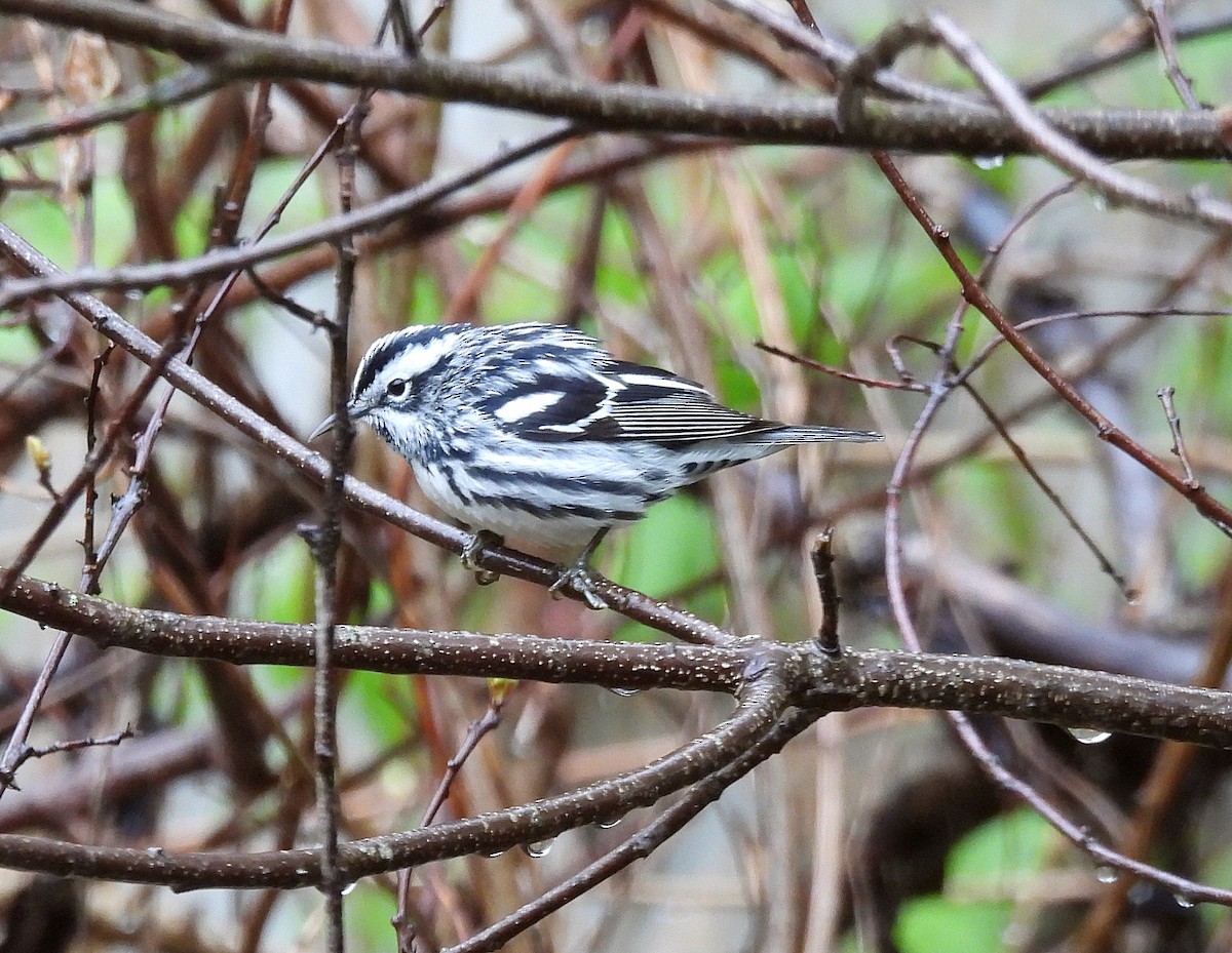 Black-and-white Warbler - ML618507311