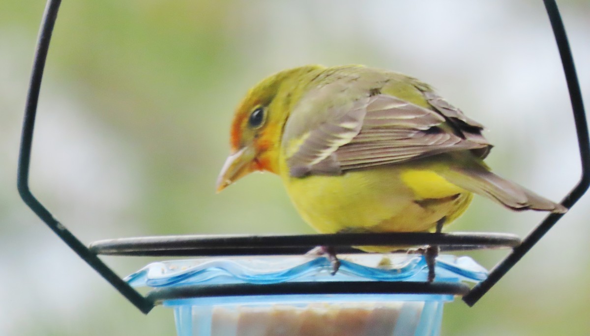 Western Tanager - ML618507313