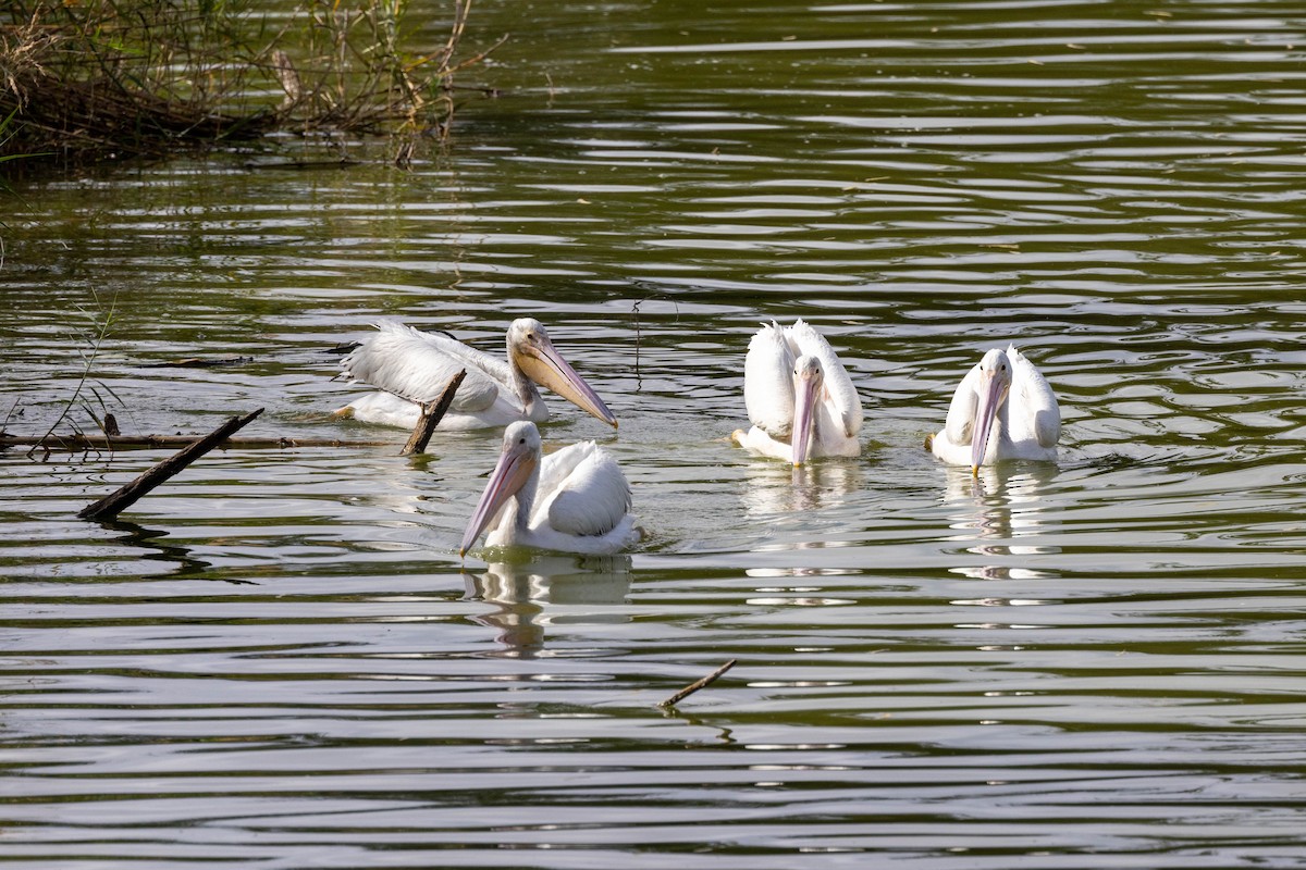 pelikán severoamerický - ML618507314