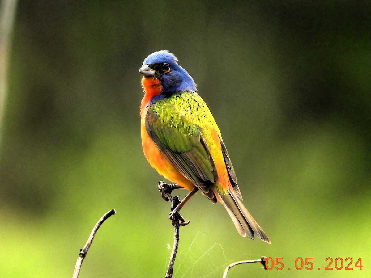 Painted Bunting - ML618507317