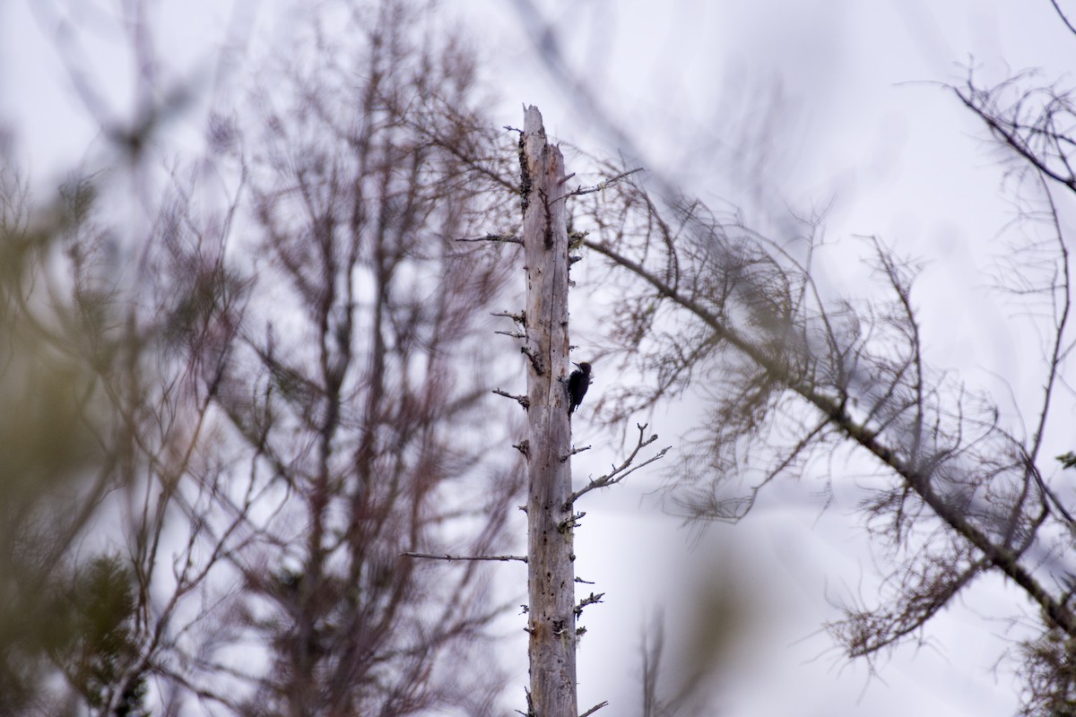 Black-backed Woodpecker - ML618507325