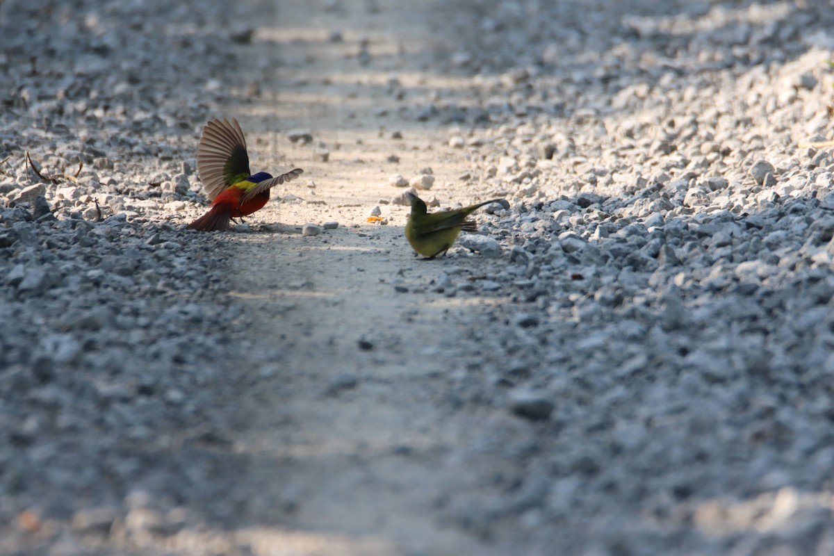 Painted Bunting - ML618507336