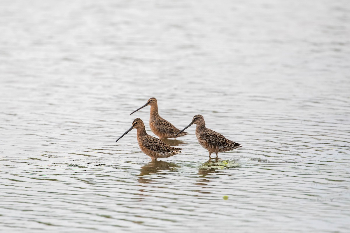 Long-billed Dowitcher - Melissa McMasters