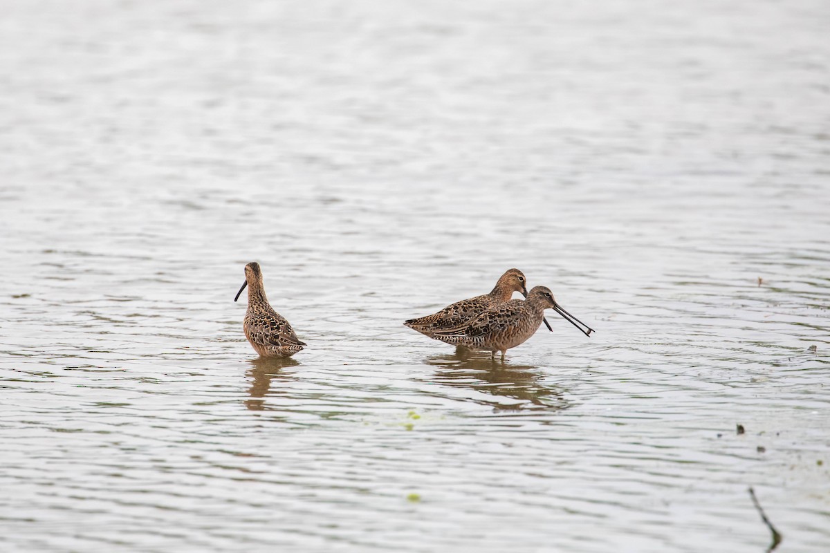 Long-billed Dowitcher - ML618507377