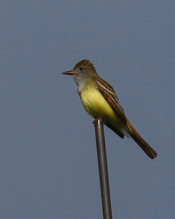 Great Crested Flycatcher - ML618507387