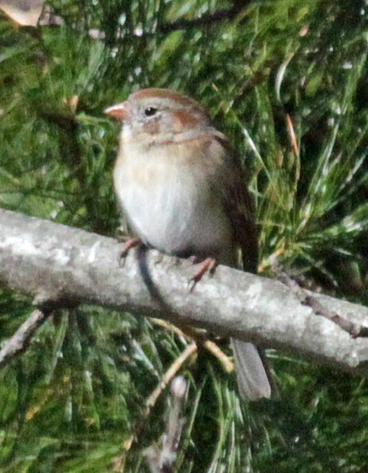 Field Sparrow - ML618507410