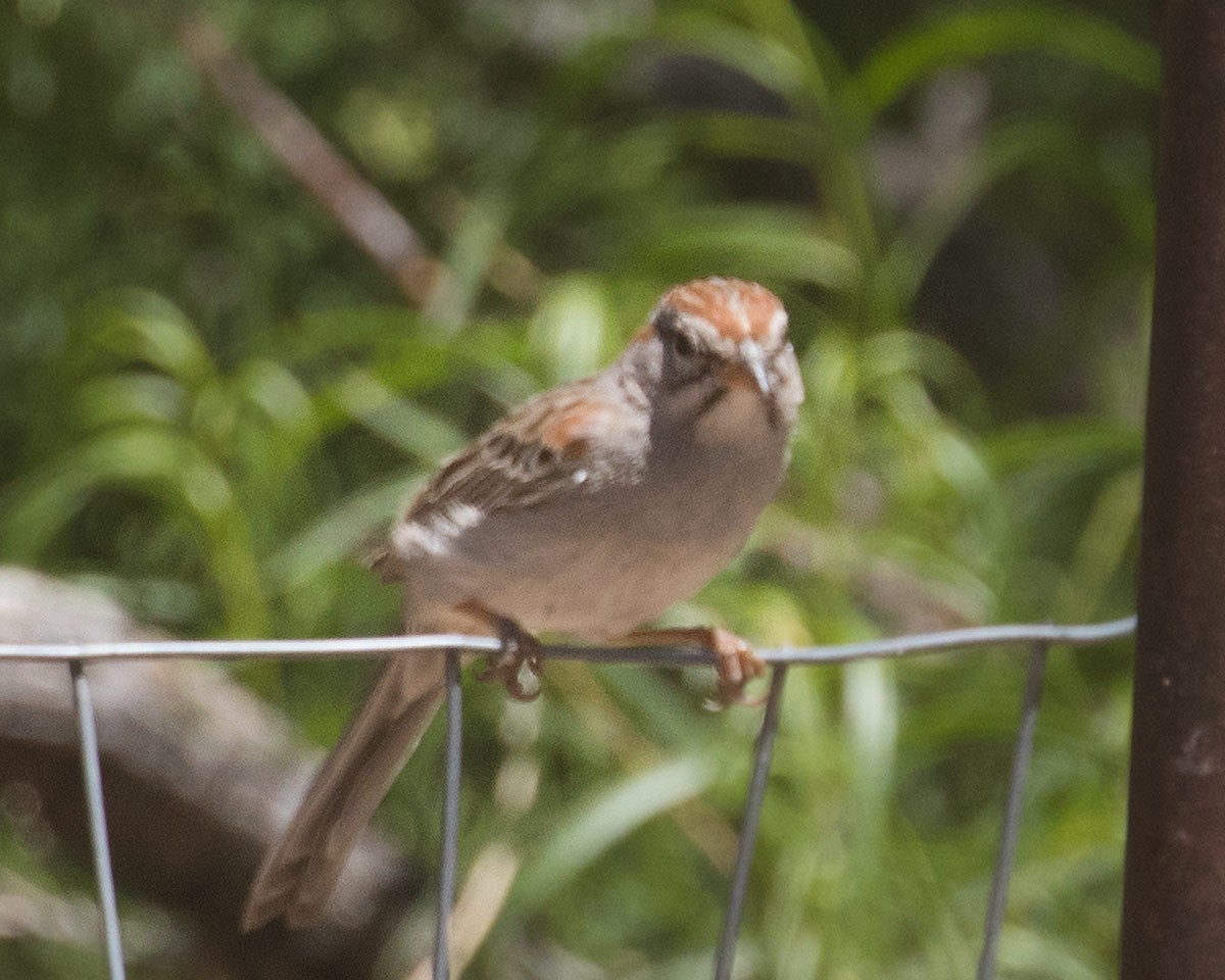 Rufous-winged Sparrow - ML618507413