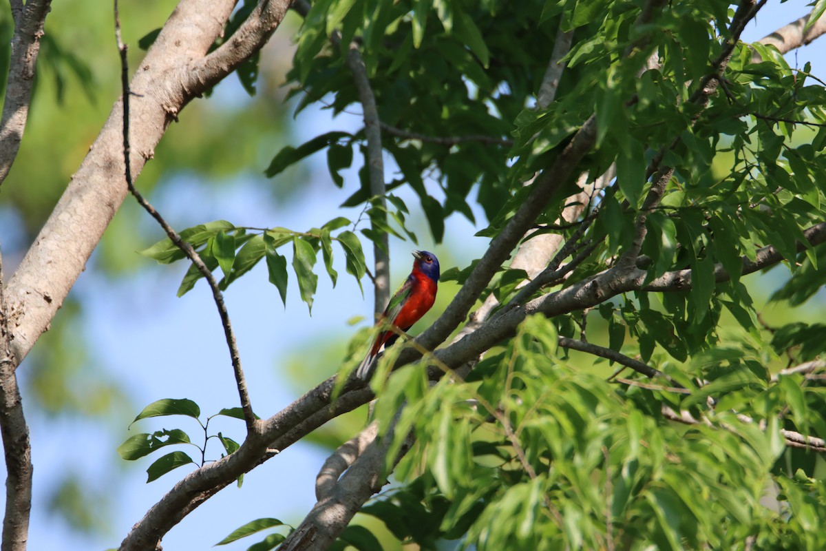 Painted Bunting - ML618507417