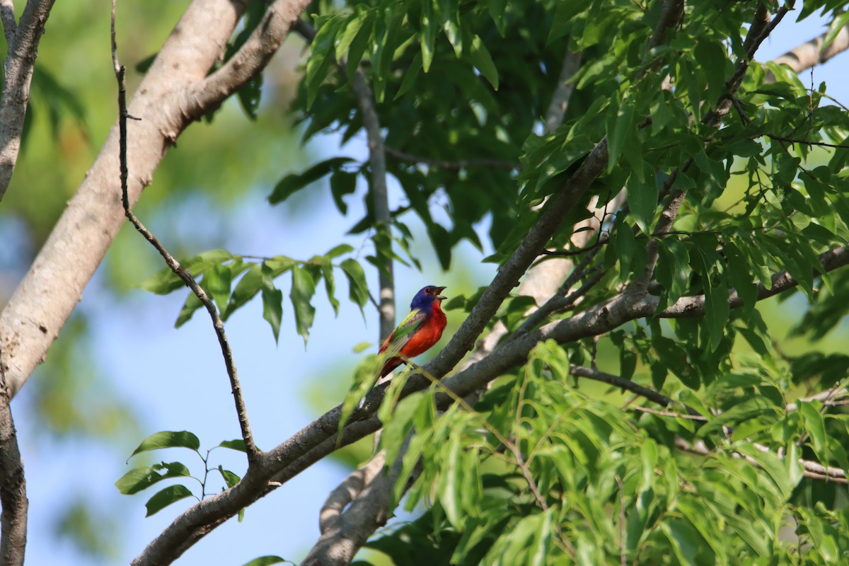 Painted Bunting - ML618507418