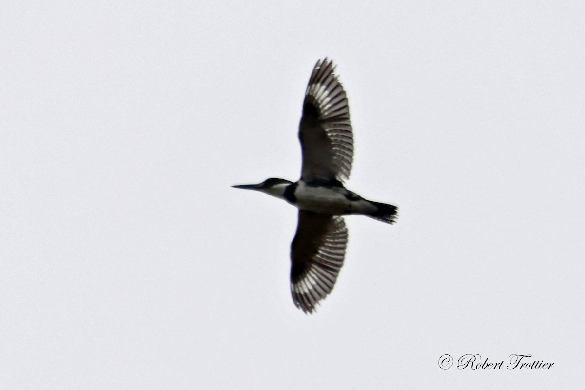 Belted Kingfisher - ML618507436