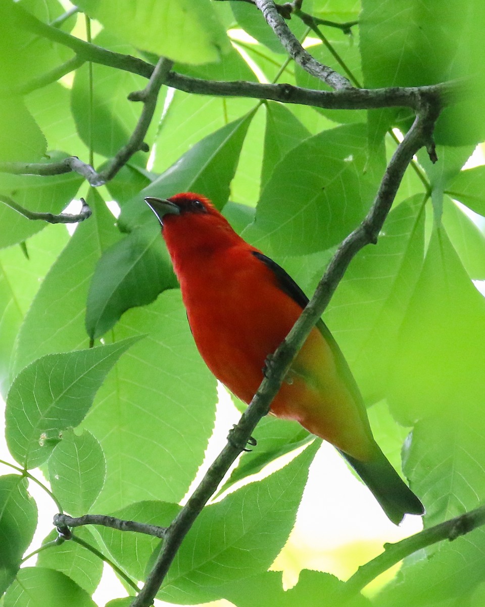 Scarlet Tanager - ML618507437