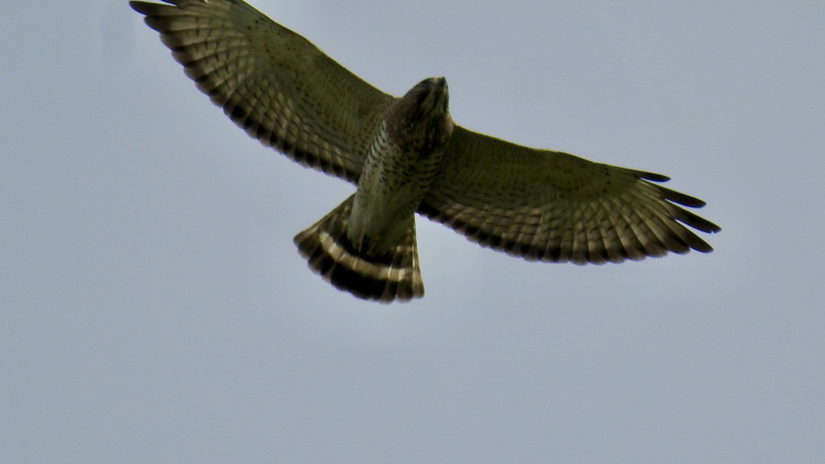 Broad-winged Hawk - ML618507471
