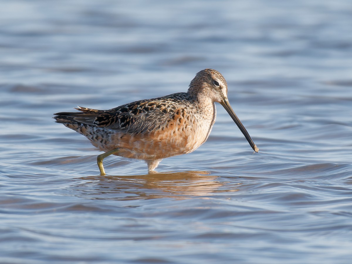 Long-billed Dowitcher - ML618507496
