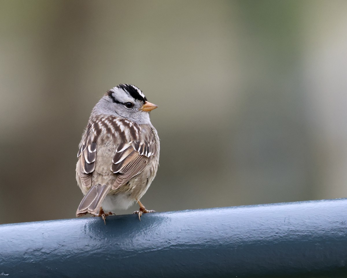 White-crowned Sparrow - Doug Cooper