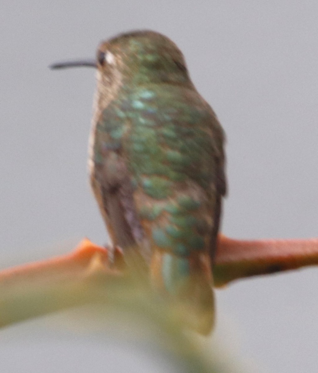 Allen's Hummingbird - ML618507532