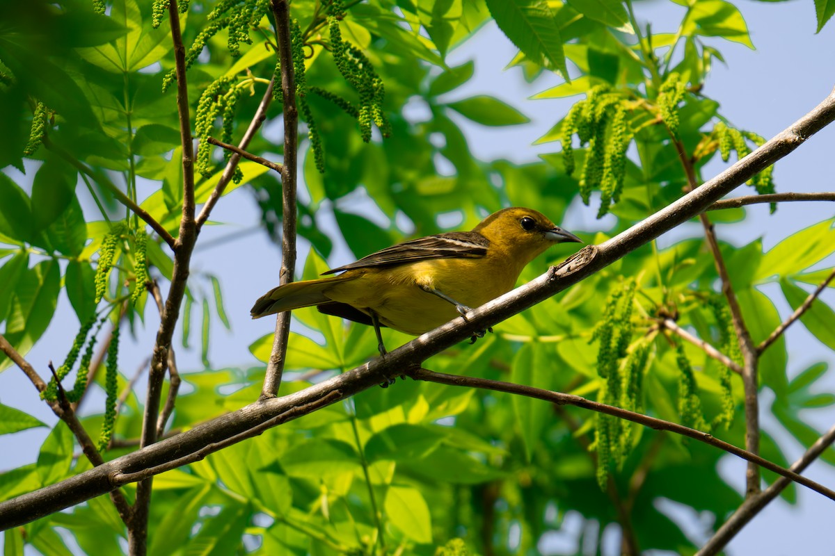 Orchard Oriole - ML618507572