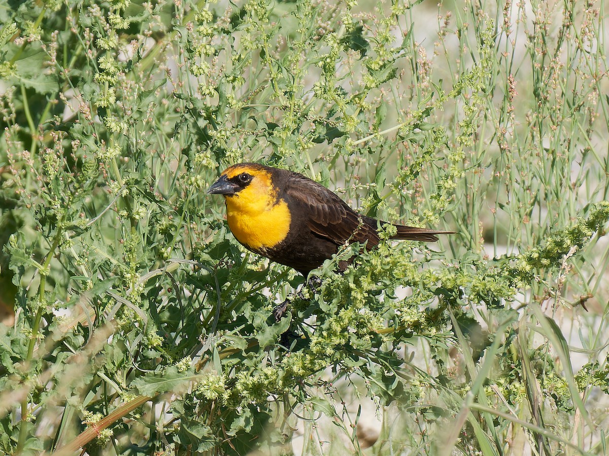 Yellow-headed Blackbird - Pierre Deviche