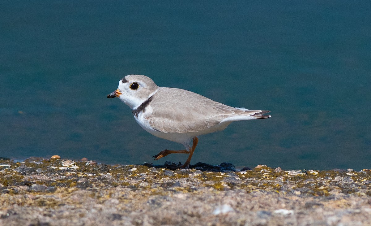 Piping Plover - ML618507656