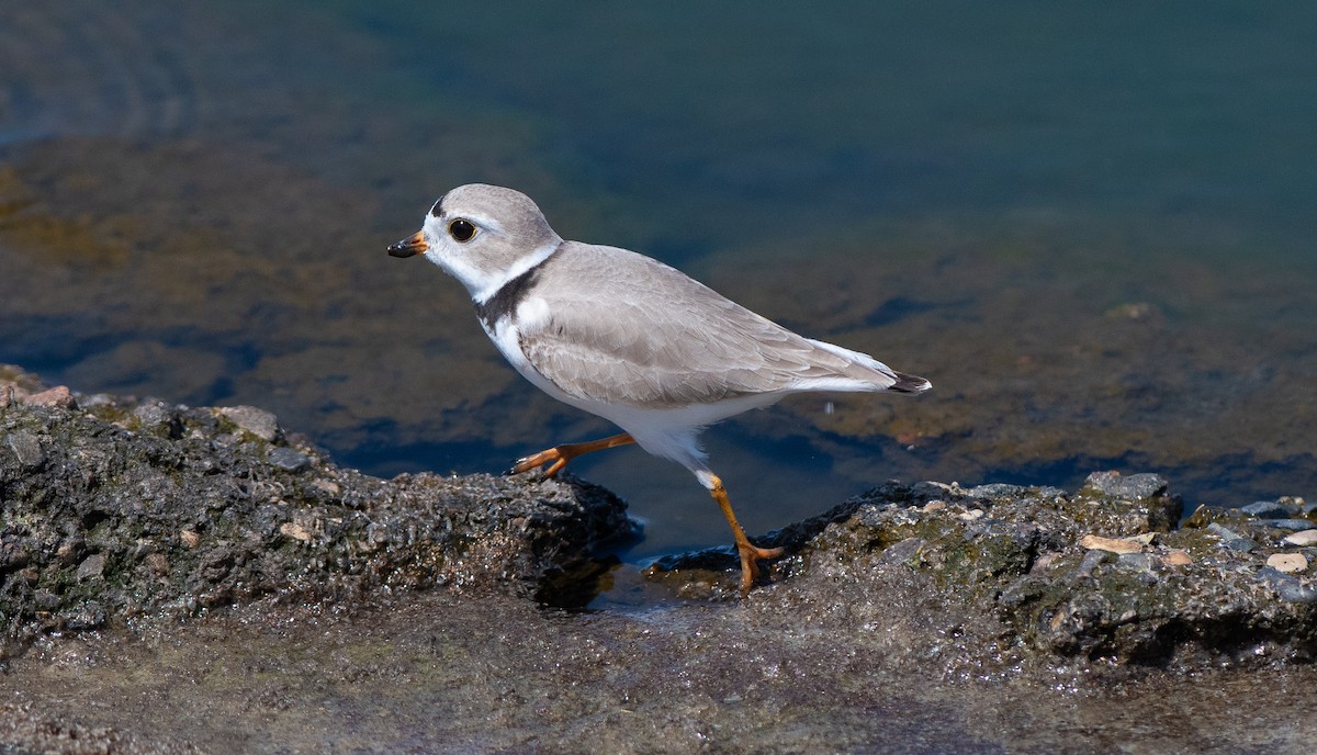 Piping Plover - Anuj Ghimire