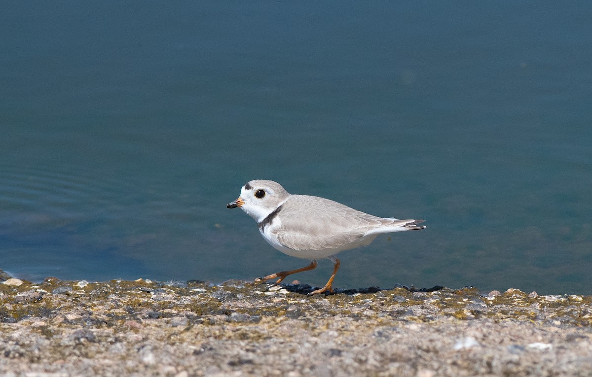 Piping Plover - ML618507659