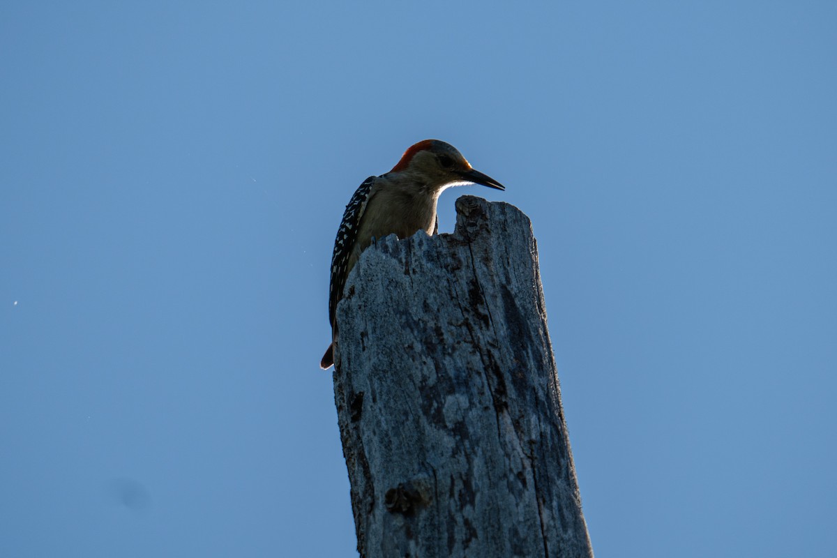 Red-bellied Woodpecker - ML618507672